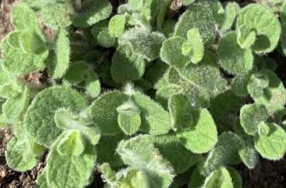 Atlas Mountains Mint - Image 2