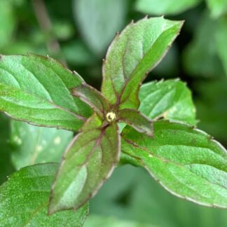 Basil Mint