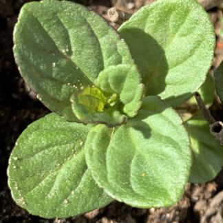 Black Mitcham Mint