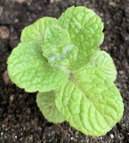Bowles Mint - Image 2