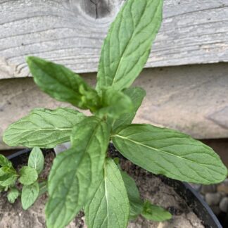 Brundall Mint