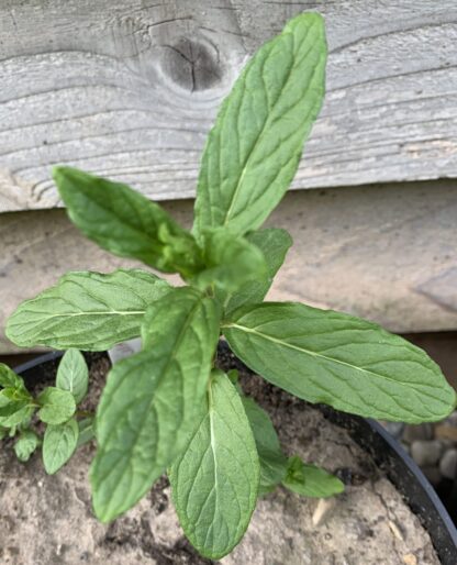 Brundall Mint