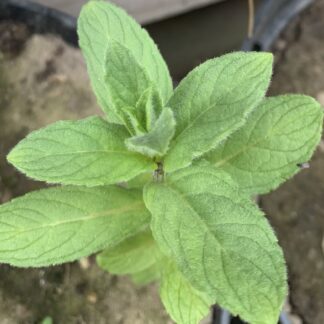 Buddleja Mint