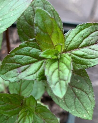 Chocolate Mint - Image 2