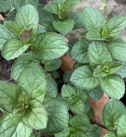 Chocolate Mint - Image 3