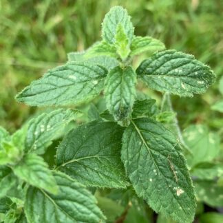 Corn Mint Or Field Mint