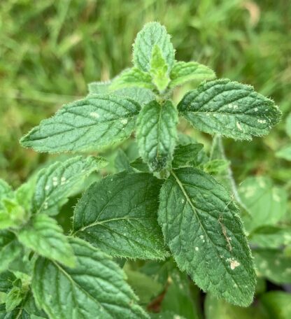 Corn Mint Or Field Mint