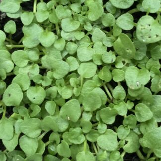 Corsican Mint