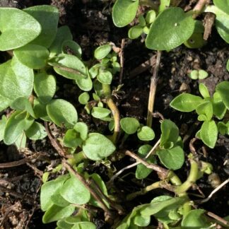 Pennyroyal Creeping Or Cunningham Mint