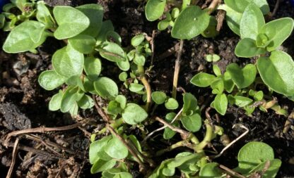 Pennyroyal Creeping Or Cunningham Mint