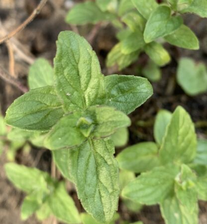 Cretan Horse Mint - Image 2