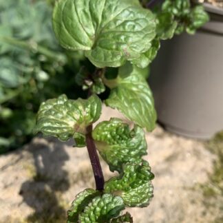Curly Mint