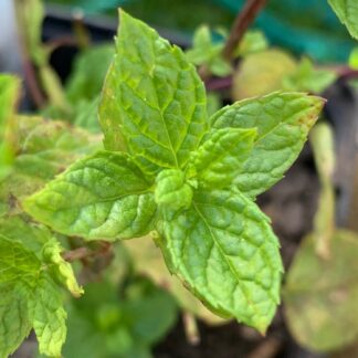 Dionysus Mint (Aka Greek Mint)