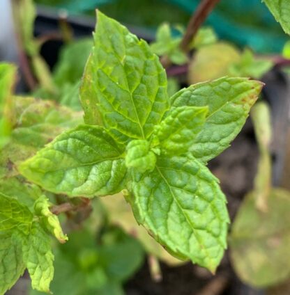 Dionysus Mint (Aka Greek Mint)
