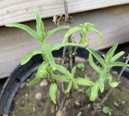 Eastern Mint (Jekkas Call It Desert Mint) - Image 2