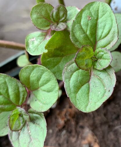 Eau De Cologne Mint - Image 2