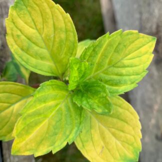 Ginger Mint