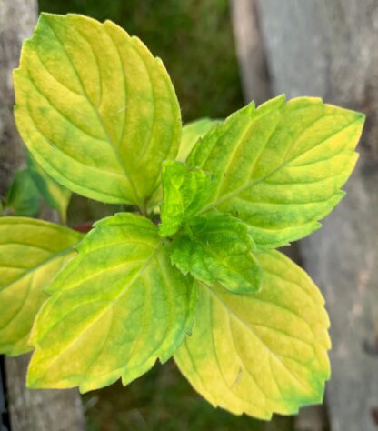 Ginger Mint
