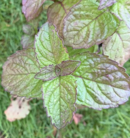 Grapefruit Mint - Image 2