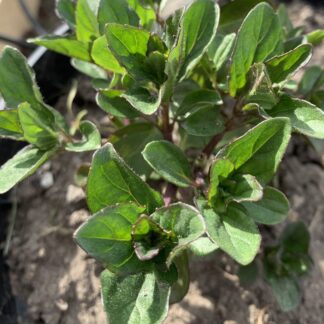 Jessicas Sweet Pear Mint
