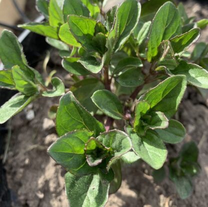 Jessicas Sweet Pear Mint