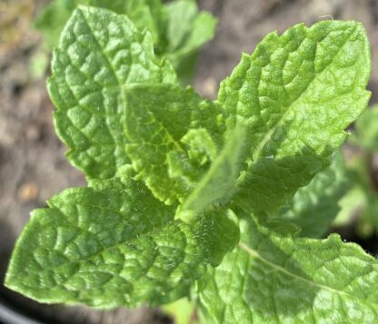 Kentucky Colonel Mint - Image 3