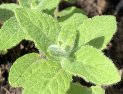 Azerbaijan Horsemint - Image 2