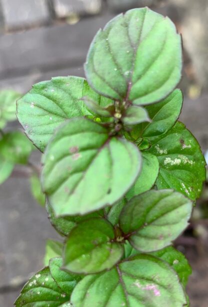 Mandarin Mint - Image 3