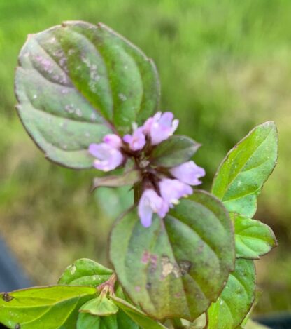 Mandarin Mint - Image 2