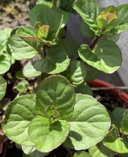 Mandarin Mint - Image 4