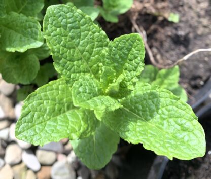 Mexican Mint - Image 2