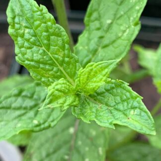 Moroccan Mint