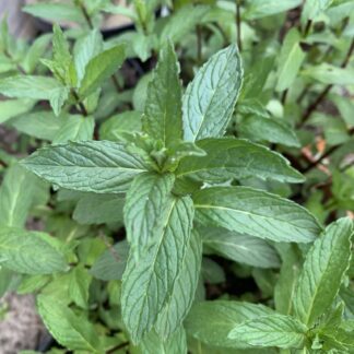 Newbourne Mint
