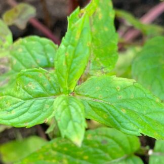 Nile Valley Mint