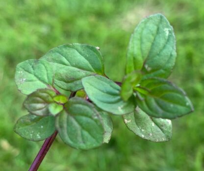 Orange Mint - Image 2