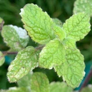 Aka Pineapple Mint, Incorrectly Named, Variegated Apple Mint