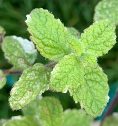 Aka Pineapple Mint, Incorrectly Named, Variegated Apple Mint