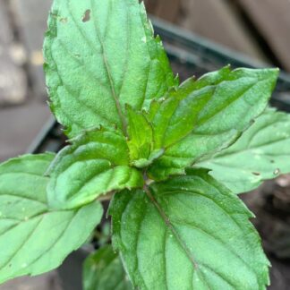 Red Raripila Mint, Red Mint, Rustfree Mint, Pea Mint, Tall Mint