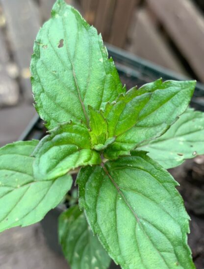 Red Raripila Mint, Red Mint, Rustfree Mint, Pea Mint, Tall Mint