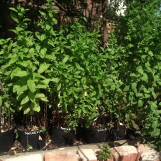 Single Mint Variety