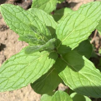 Garden Mint