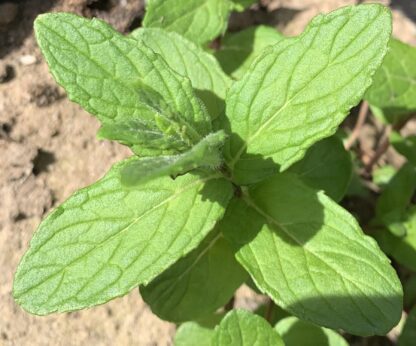 Garden Mint
