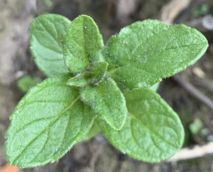 Stavordale Mint - Image 2