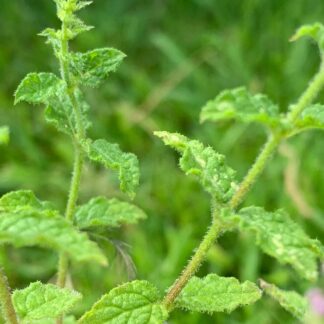Almira Strawberry Mint