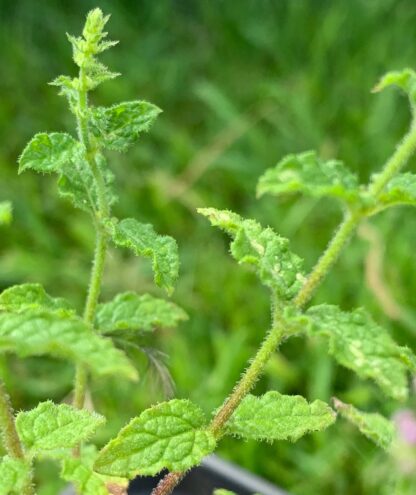 Strawberry Mint - Image 2