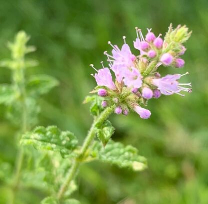 Strawberry Mint - Image 3