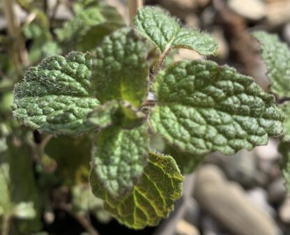 Strawberry Mint - Image 4