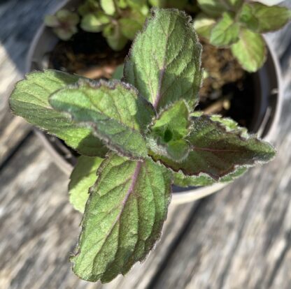 Swiss Mint - Image 2