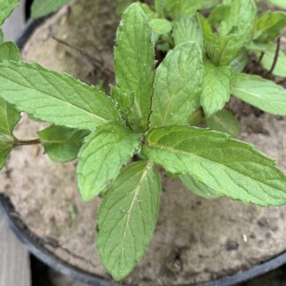 Swiss Ricola Mint