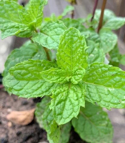 Tashkent Mint - Image 2